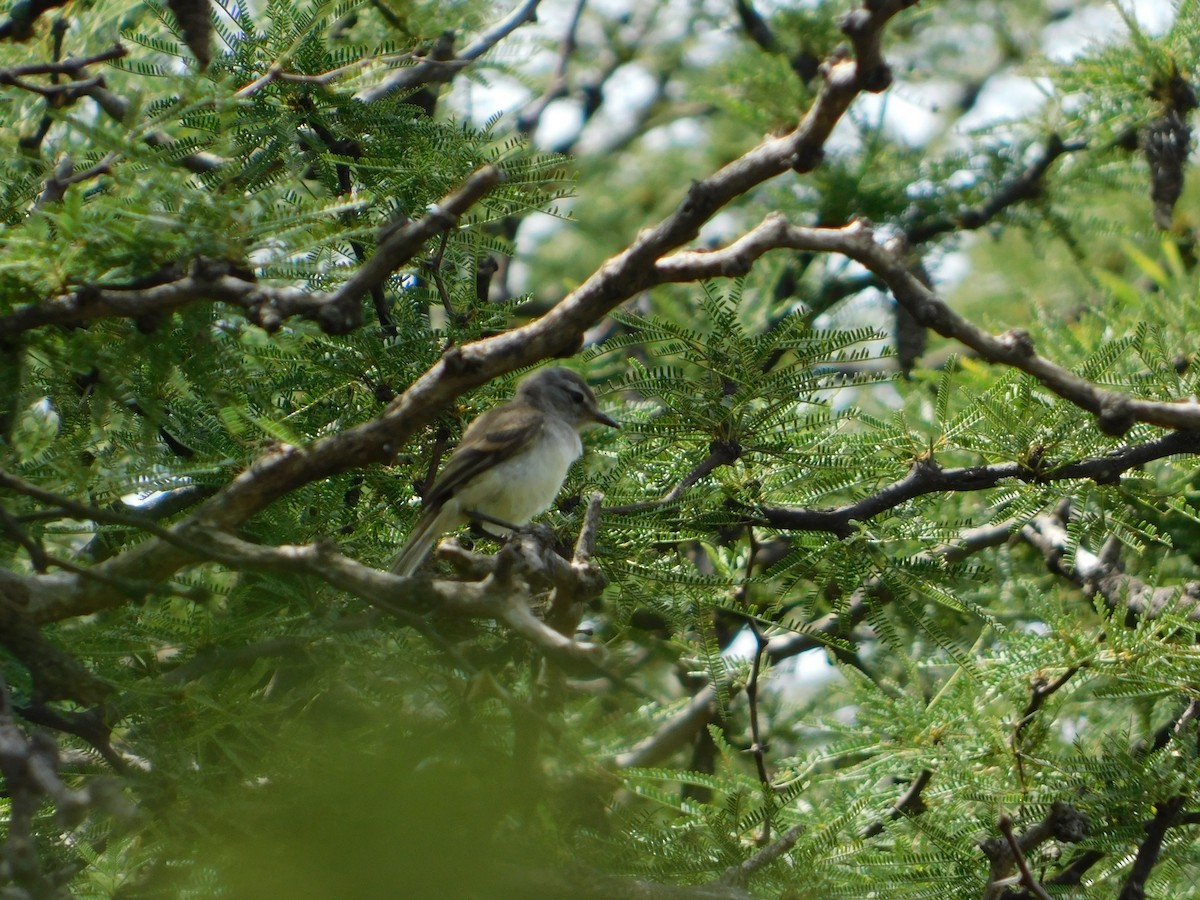 ハイガシラカトリタイランチョウ - ML650452198