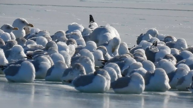 Glaucous Gull - ML650452246