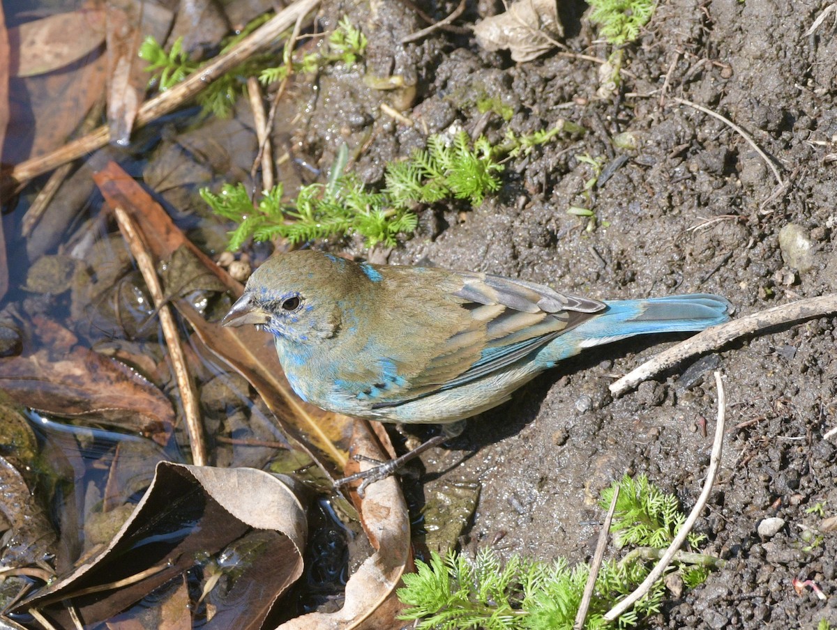 Azulillo Índigo - ML650452261