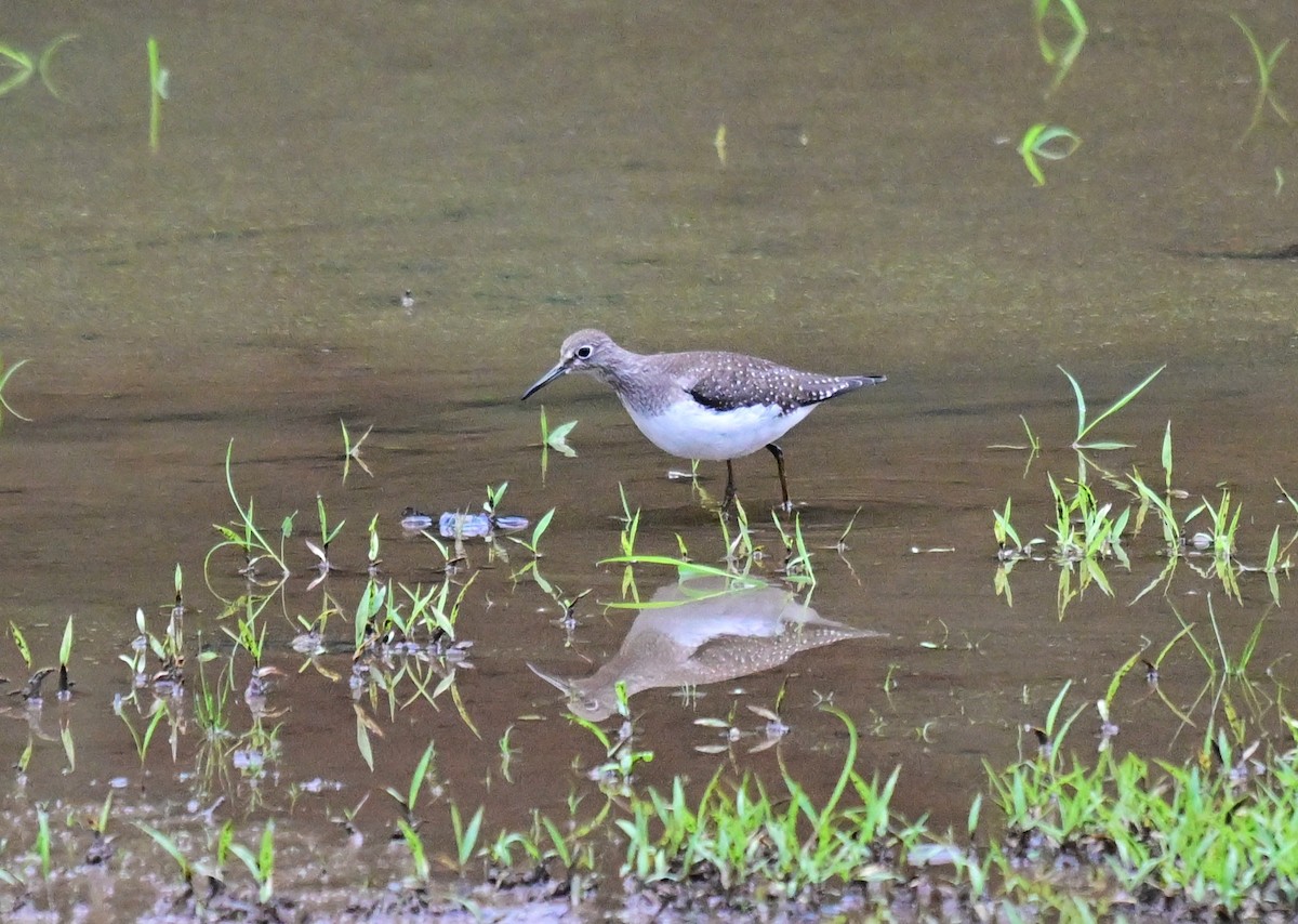 Einsiedelwasserläufer - ML650452298