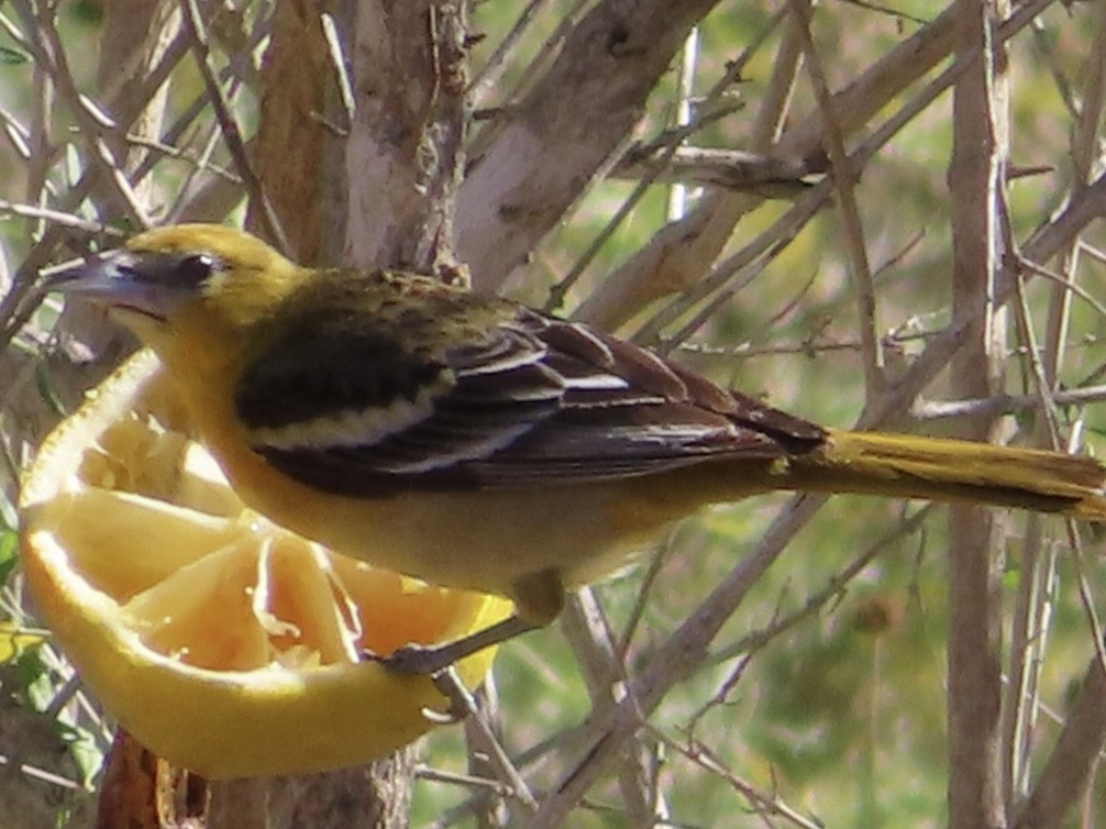 Baltimore Oriole - ML650452402