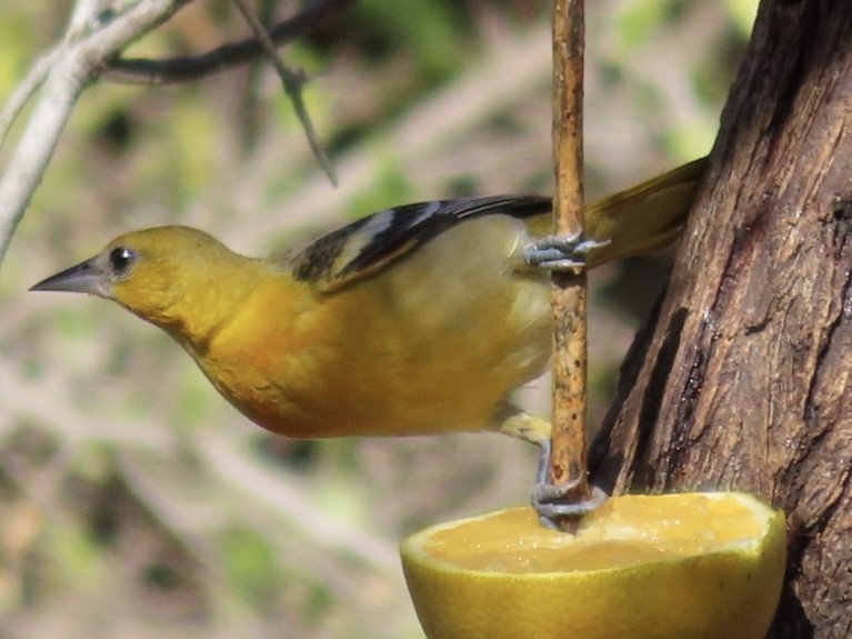 Baltimore Oriole - ML650452403