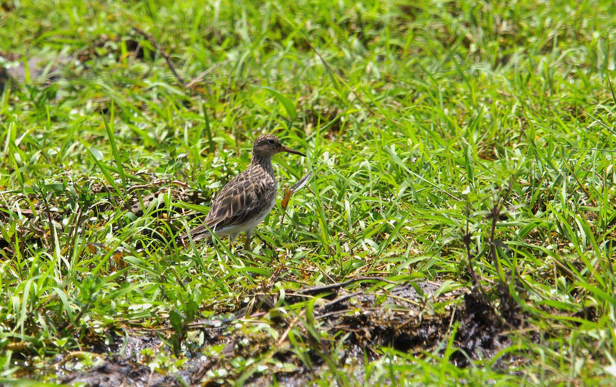 Txirri pektorala - ML650452893