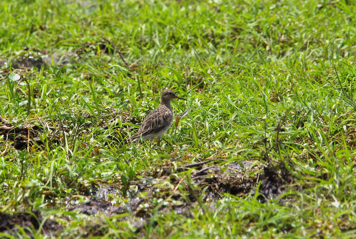 Txirri pektorala - ML650452895