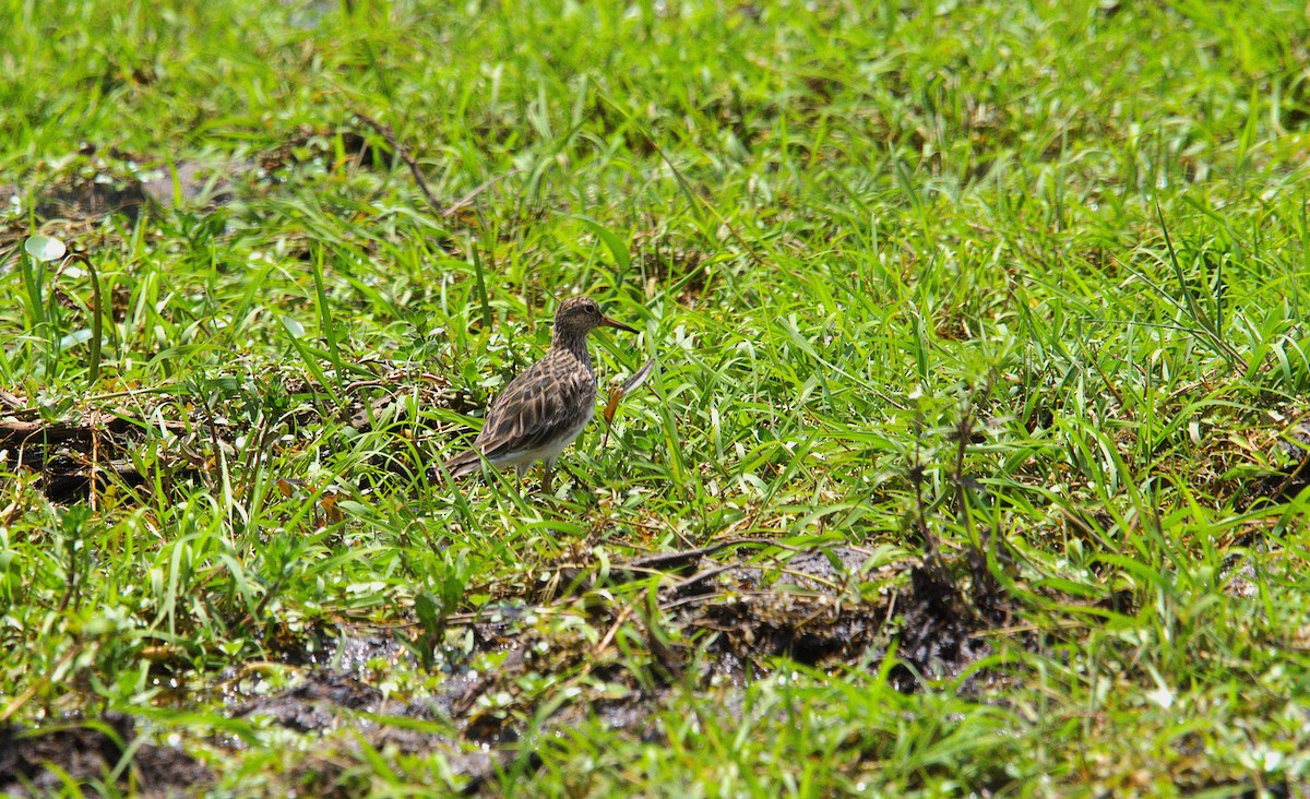 Txirri pektorala - ML650452896