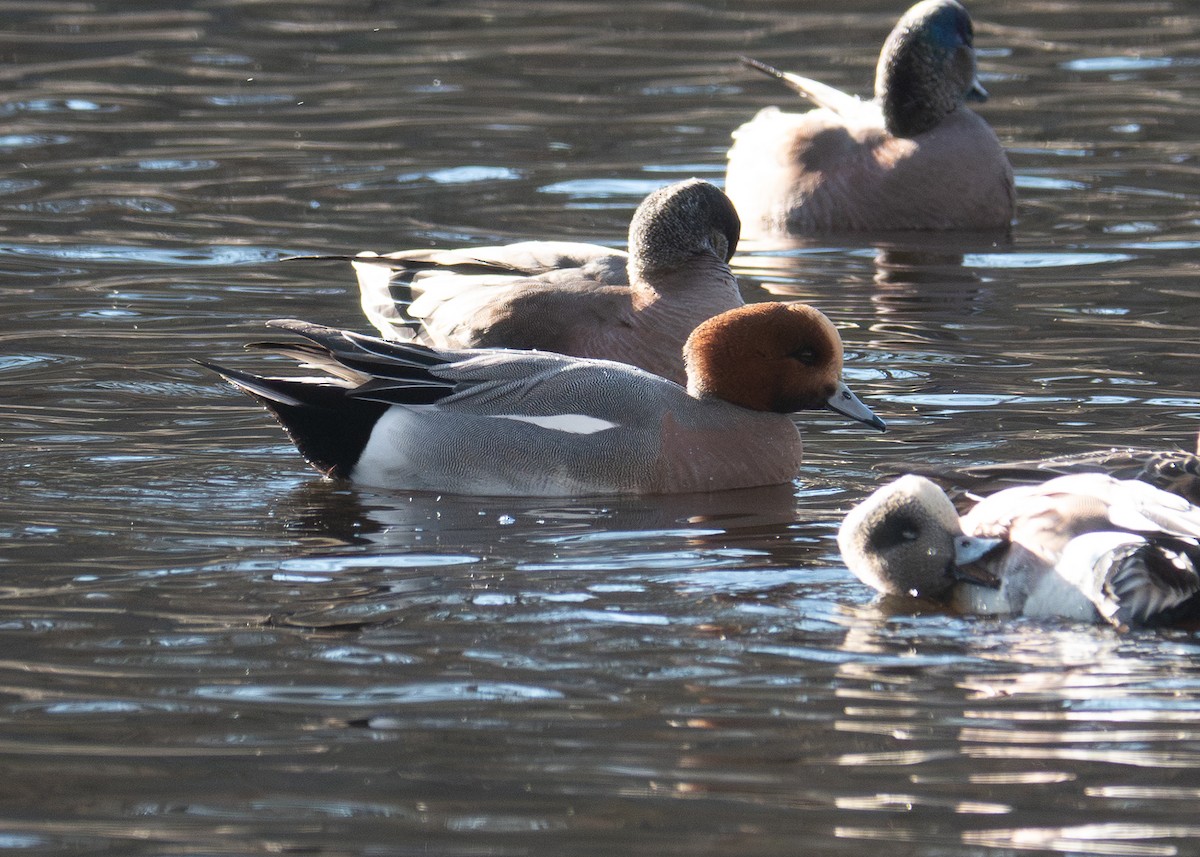 Fischione - ML650453030