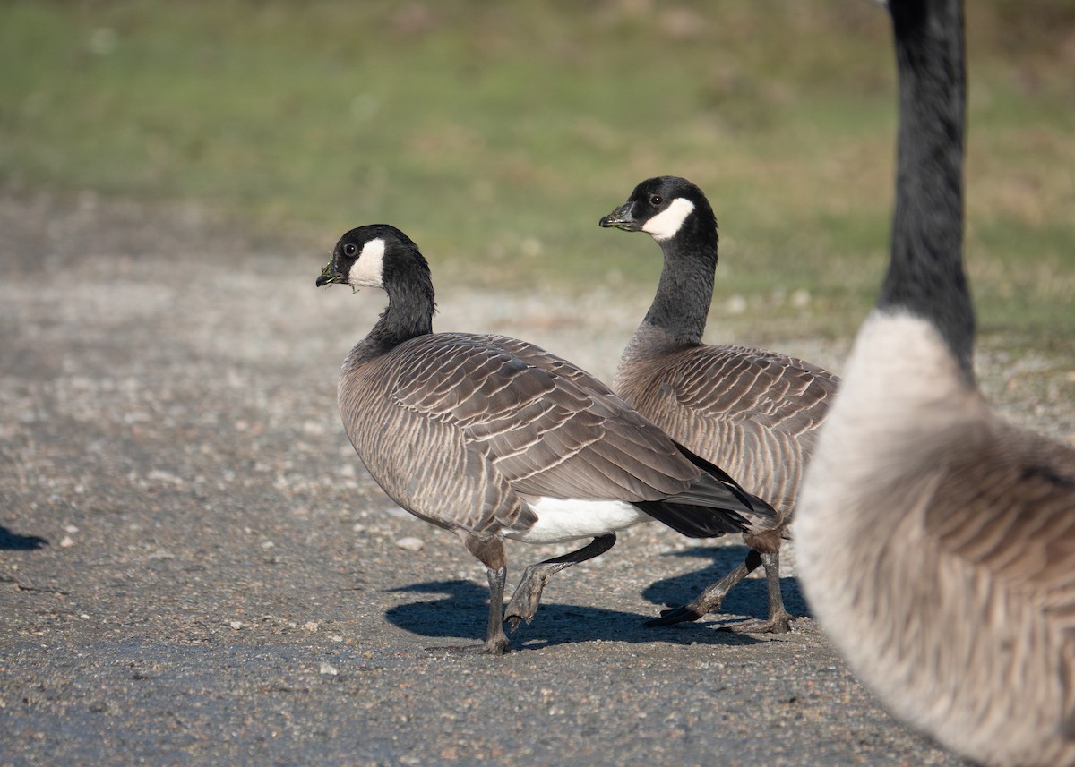 Cackling Goose (minima) - ML650453048