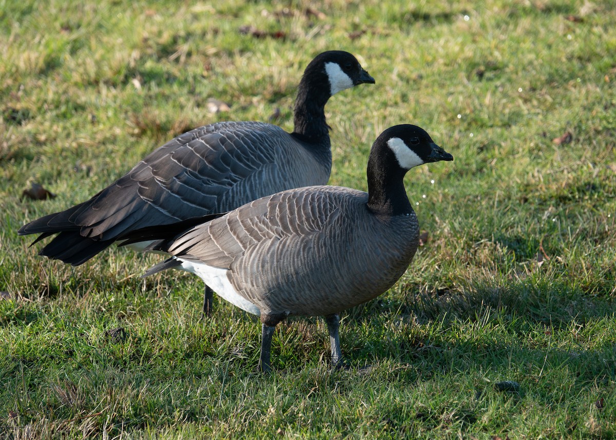 Cackling Goose (minima) - ML650453049