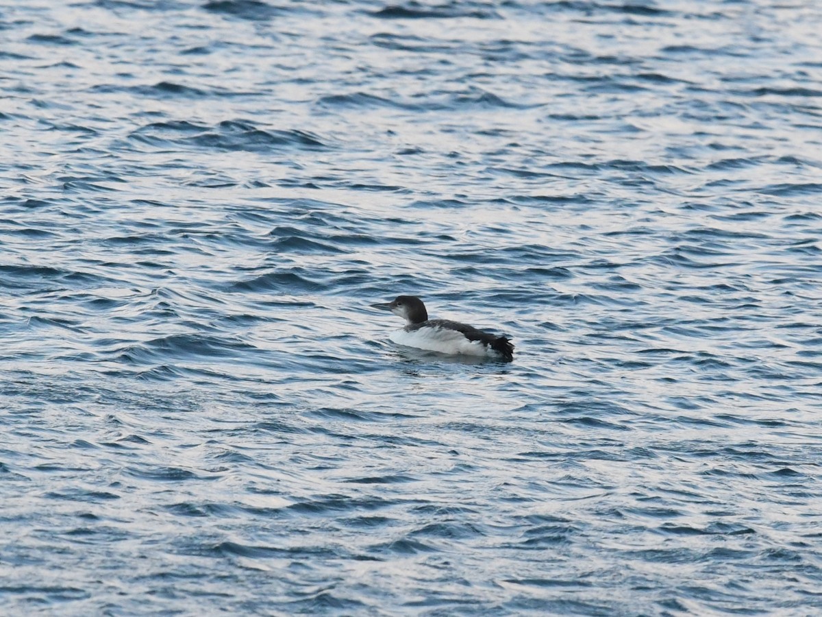 צוללן צפוני - ML650453057