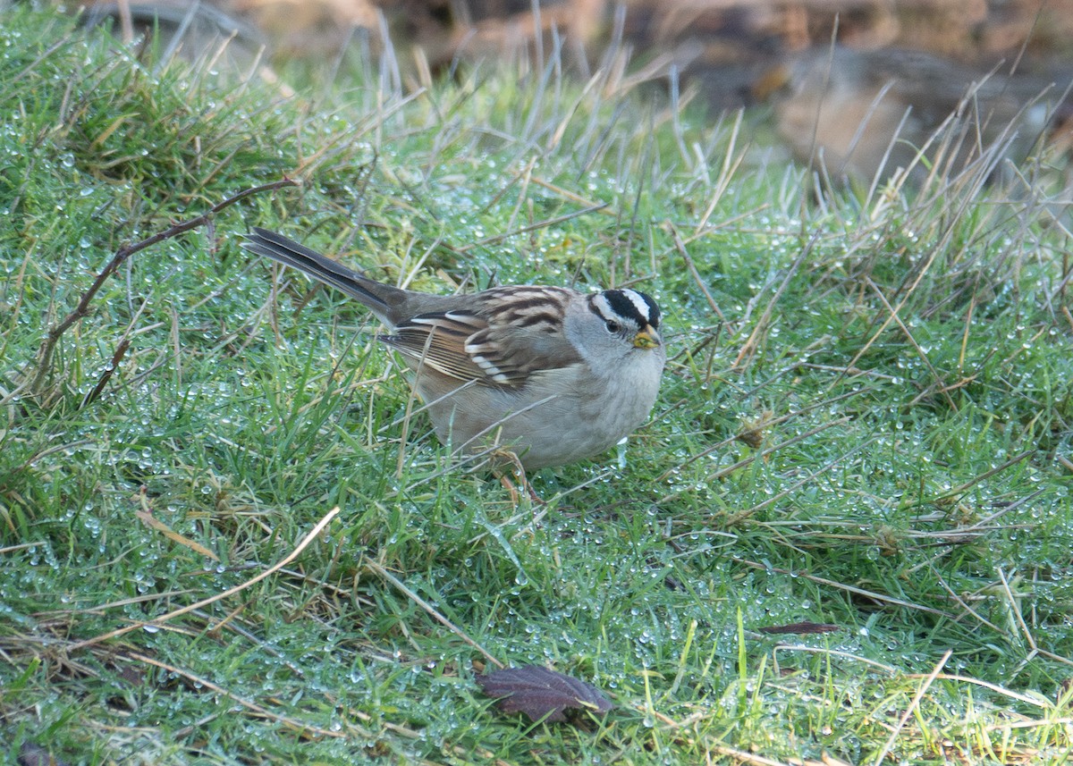 White-crowned Sparrow - ML650453078