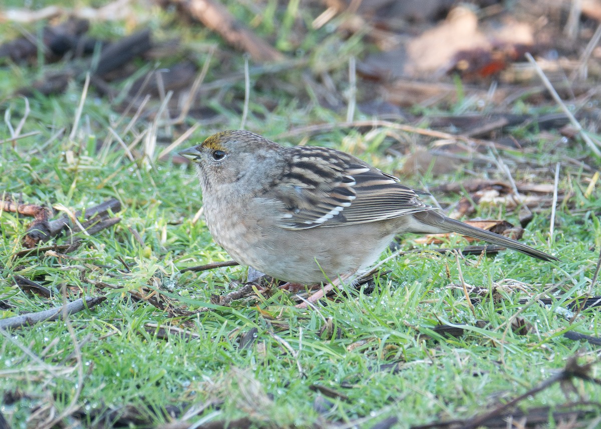 Golden-crowned Sparrow - ML650453089