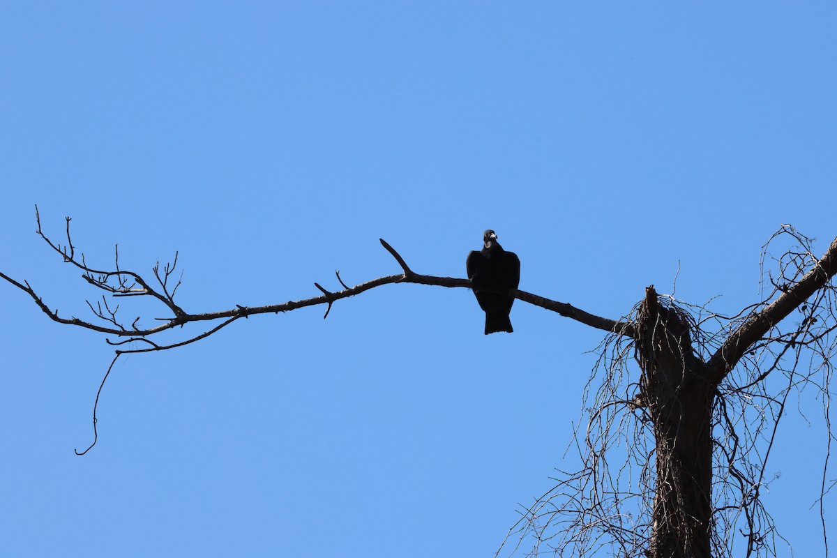 Чёрная катарта - ML650453335