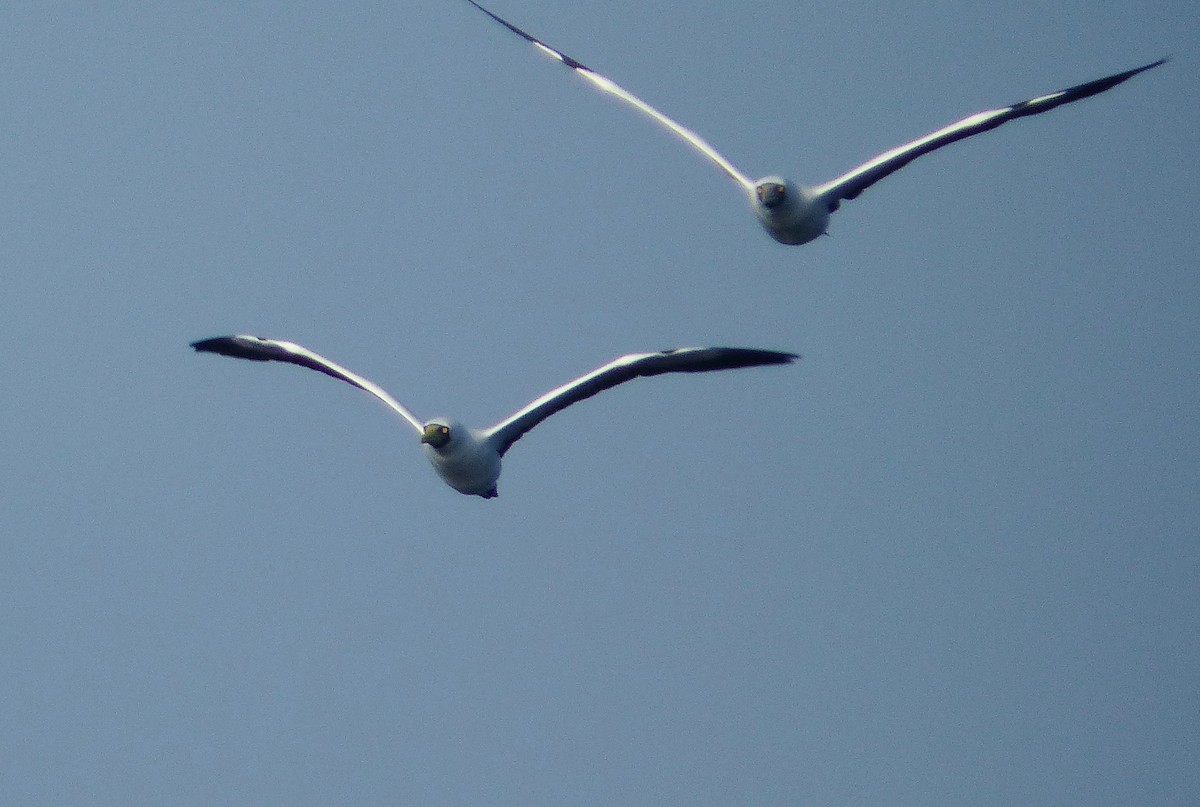 Maskentölpel - ML650453372