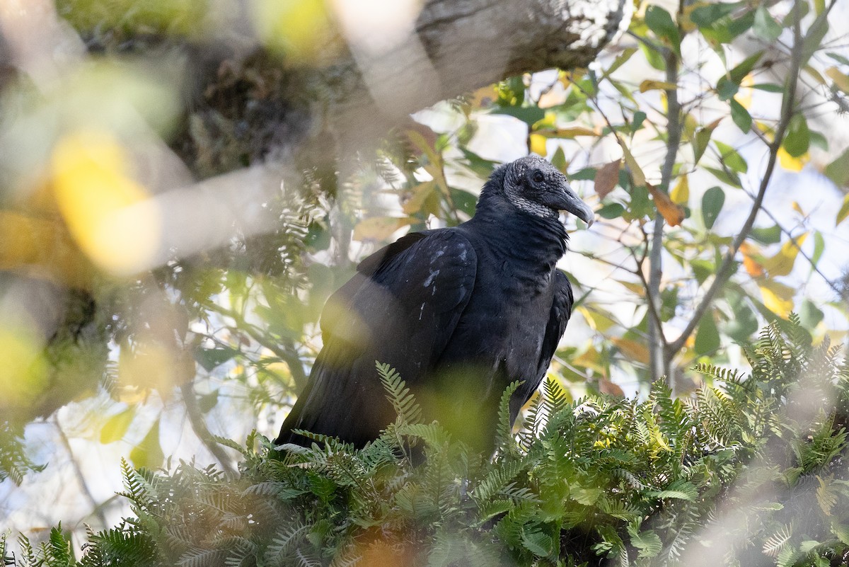 Чёрная катарта - ML650453622