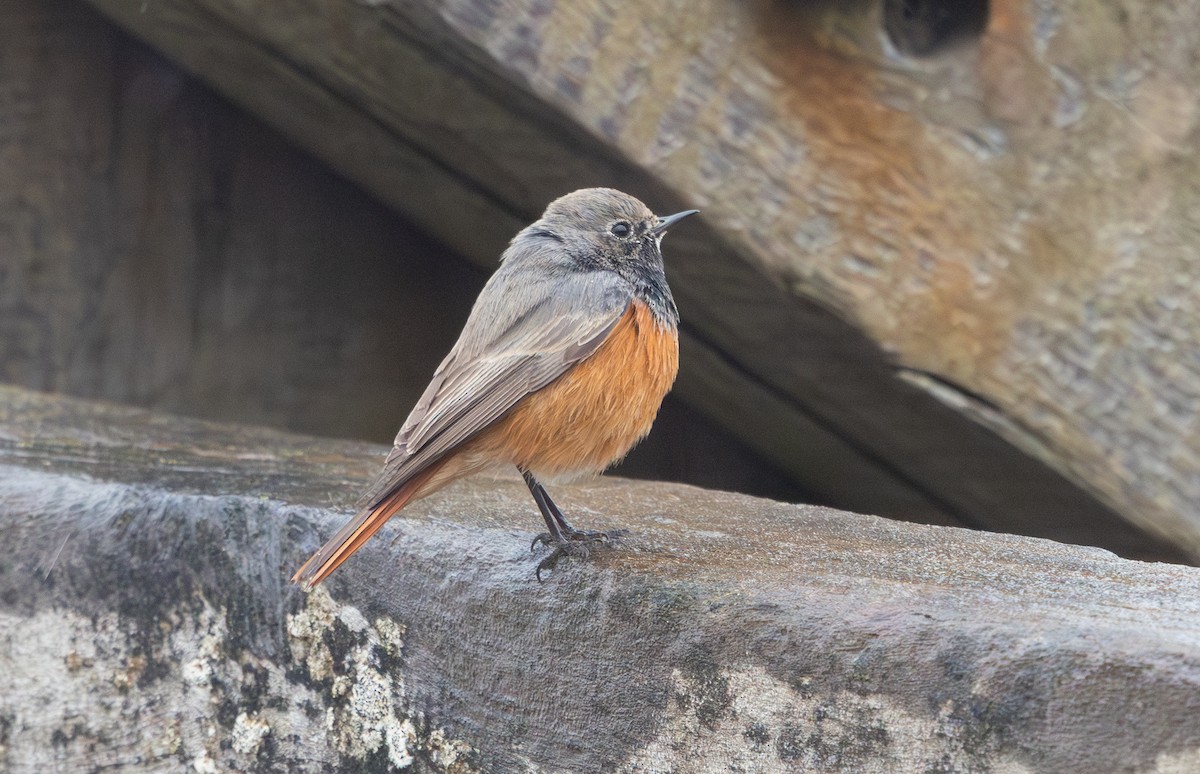 Black Redstart (Eastern) - ML650453978
