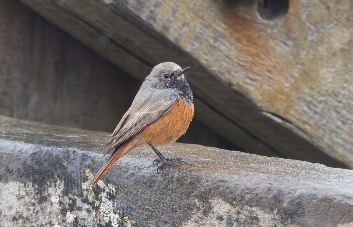 Black Redstart (Eastern) - ML650453979