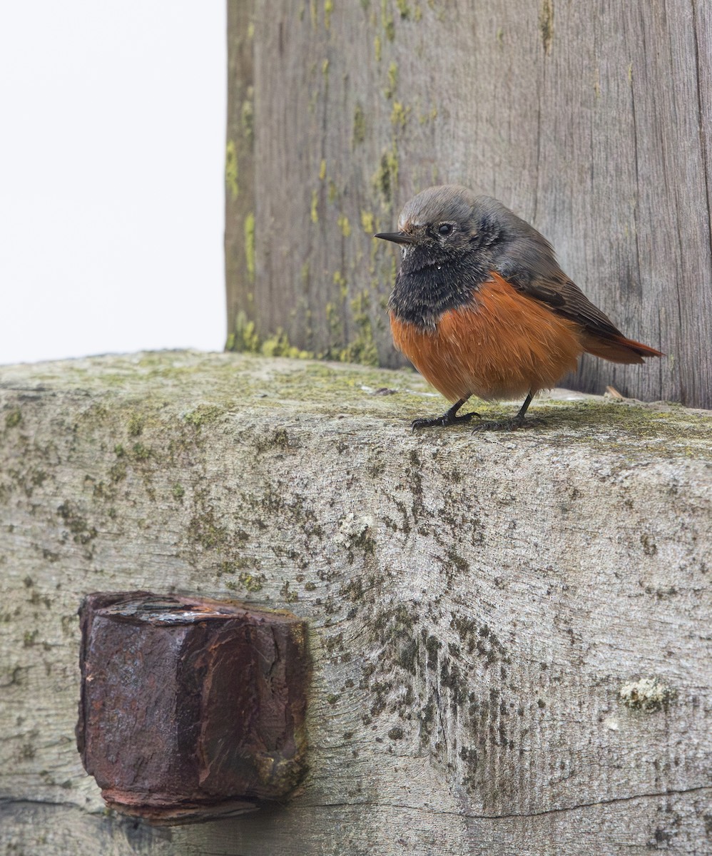 Black Redstart (Eastern) - ML650453987