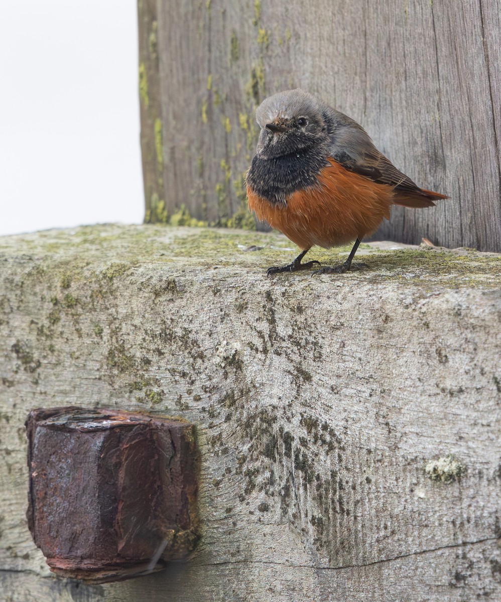 Black Redstart (Eastern) - ML650453988
