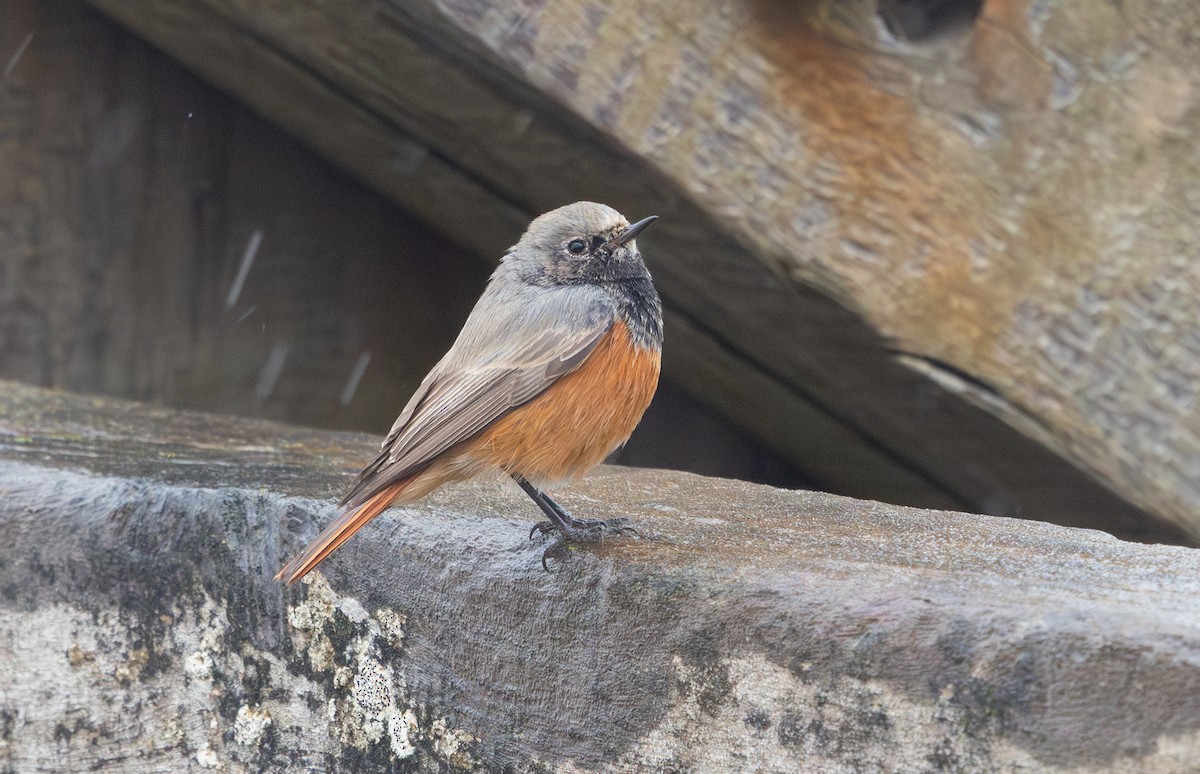 Black Redstart (Eastern) - ML650453989