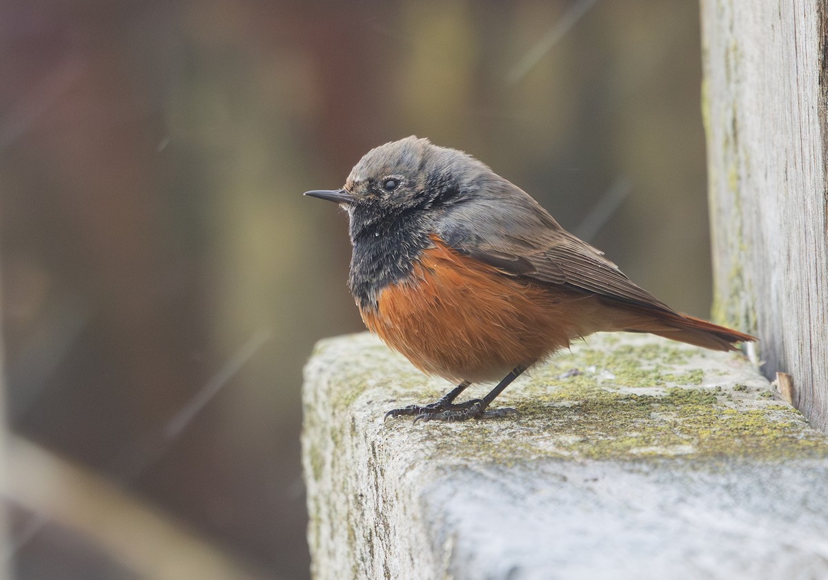 Black Redstart (Eastern) - ML650454015