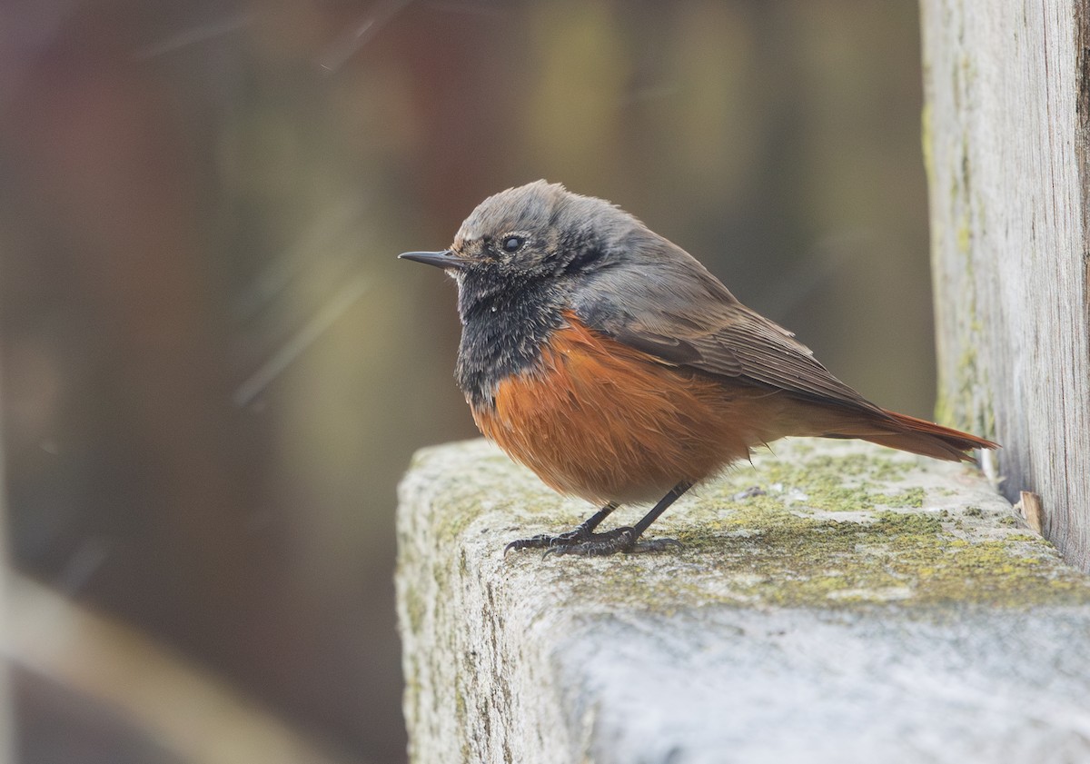Black Redstart (Eastern) - ML650454016