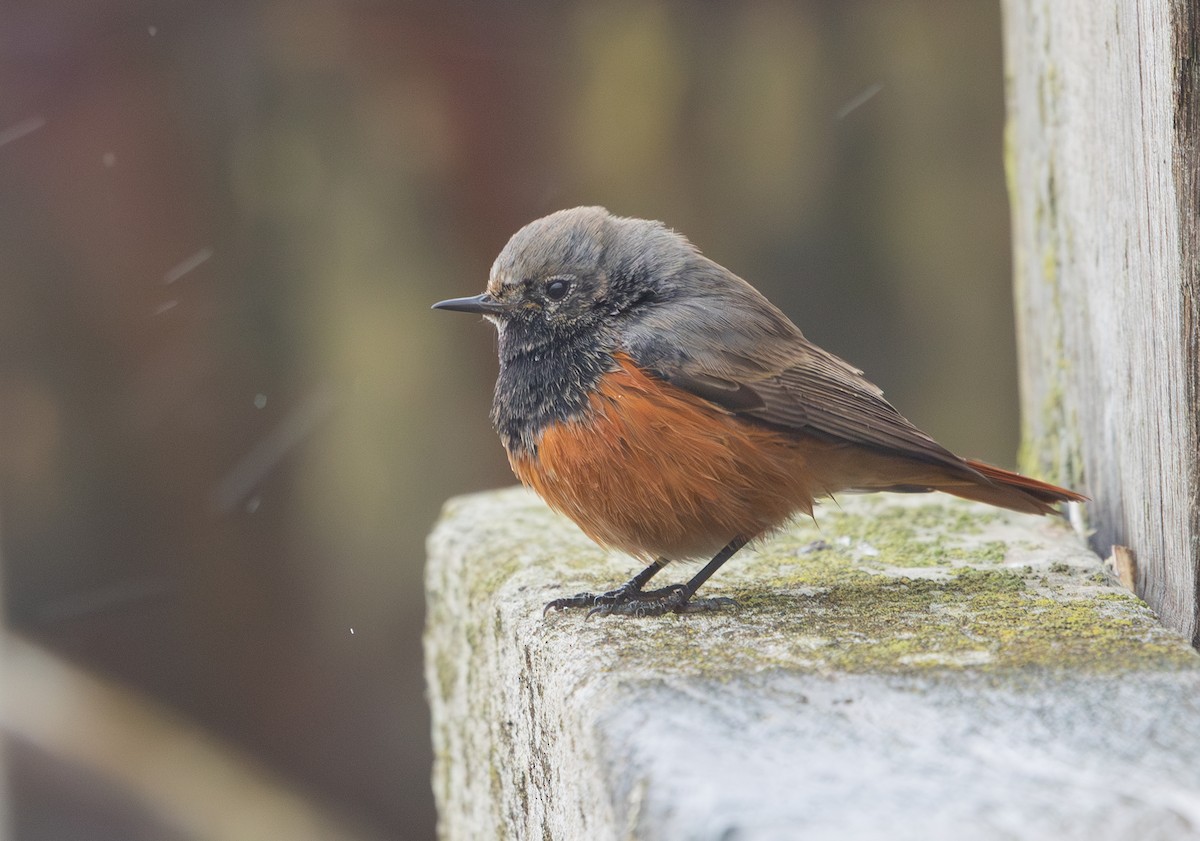 Black Redstart (Eastern) - ML650454018