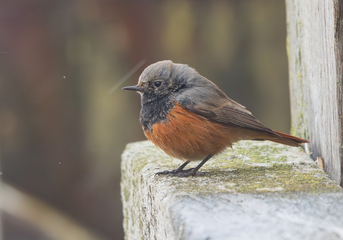 Black Redstart (Eastern) - ML650454019