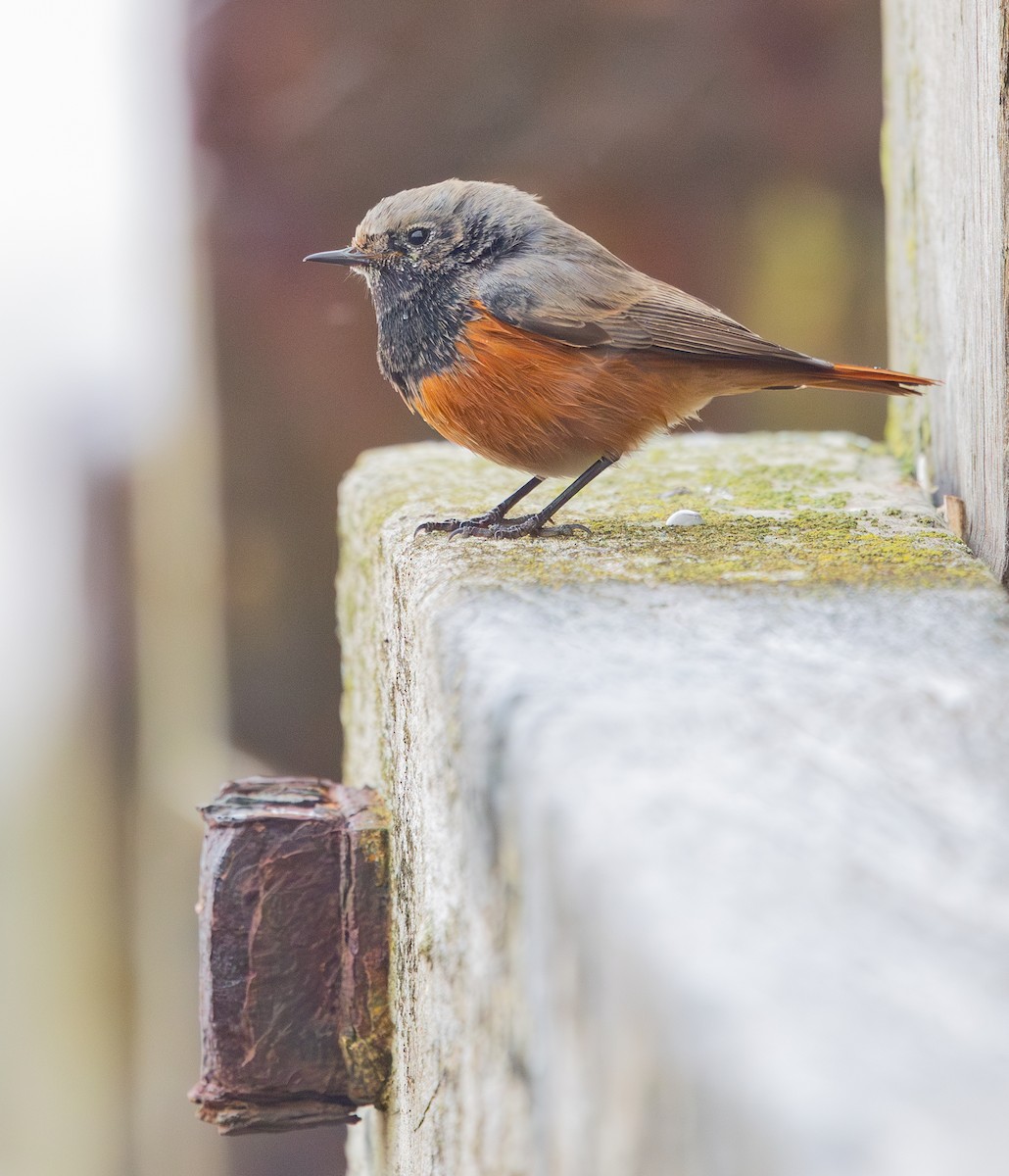 Black Redstart (Eastern) - ML650454032