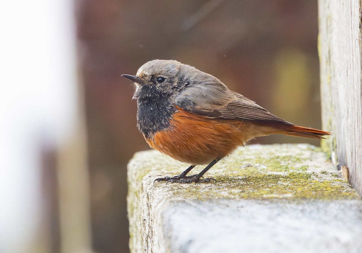 Black Redstart (Eastern) - ML650454033