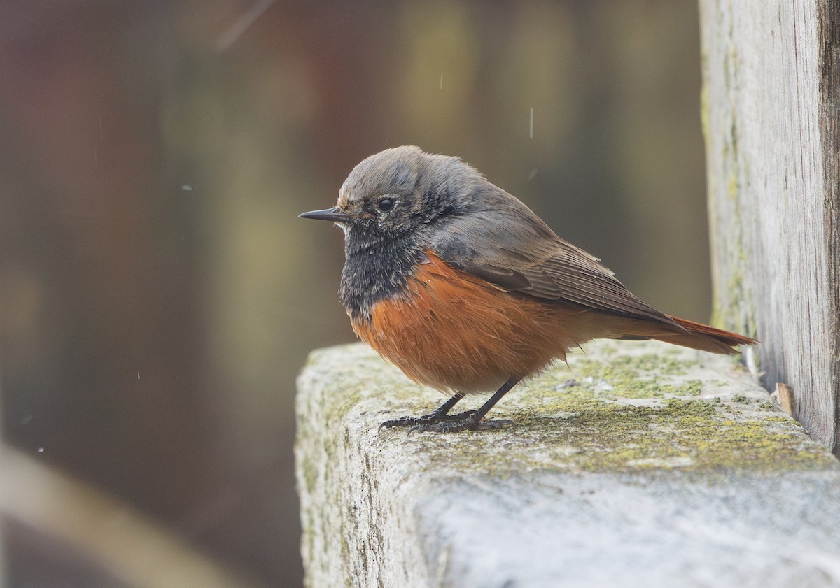 Black Redstart (Eastern) - ML650454034