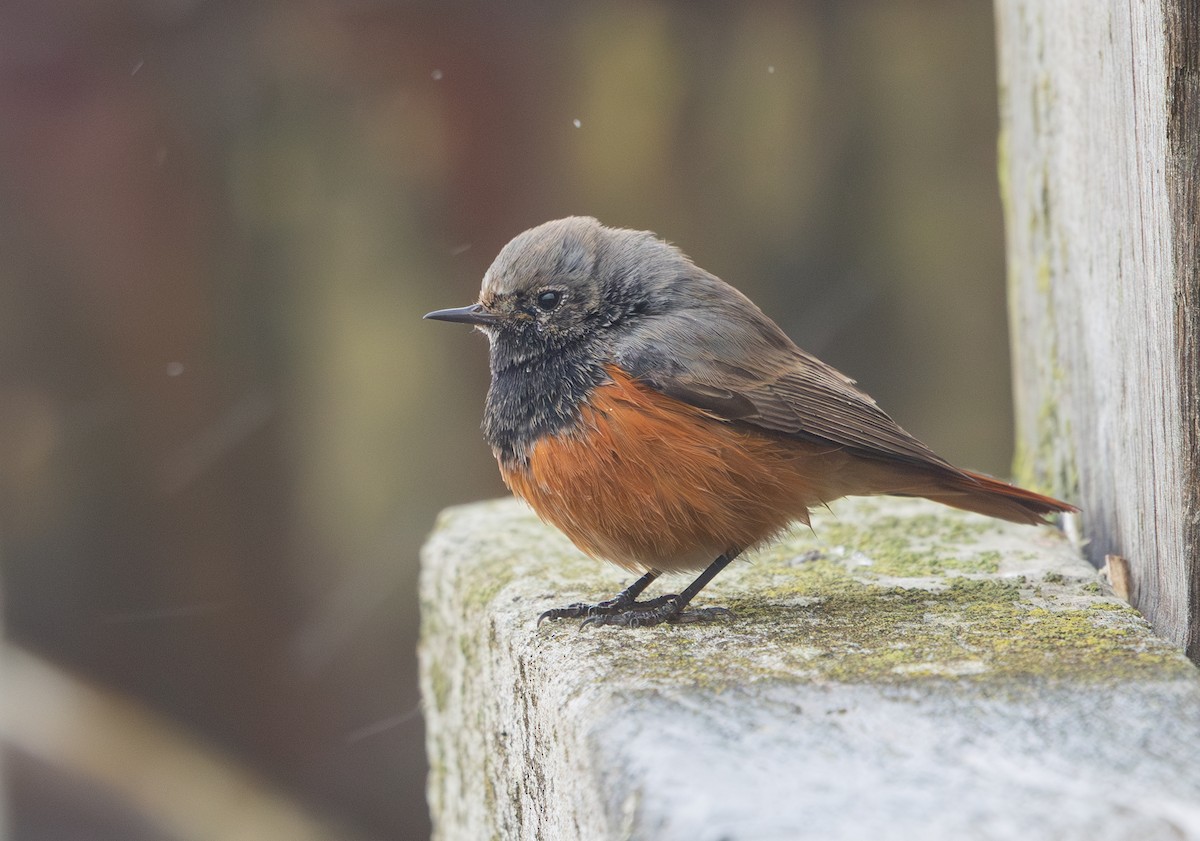 Black Redstart (Eastern) - ML650454035