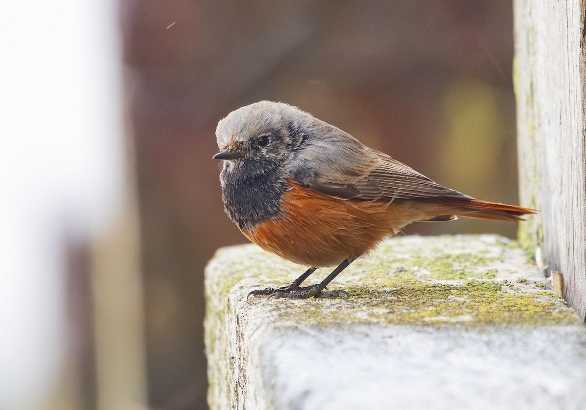 Black Redstart (Eastern) - ML650454036