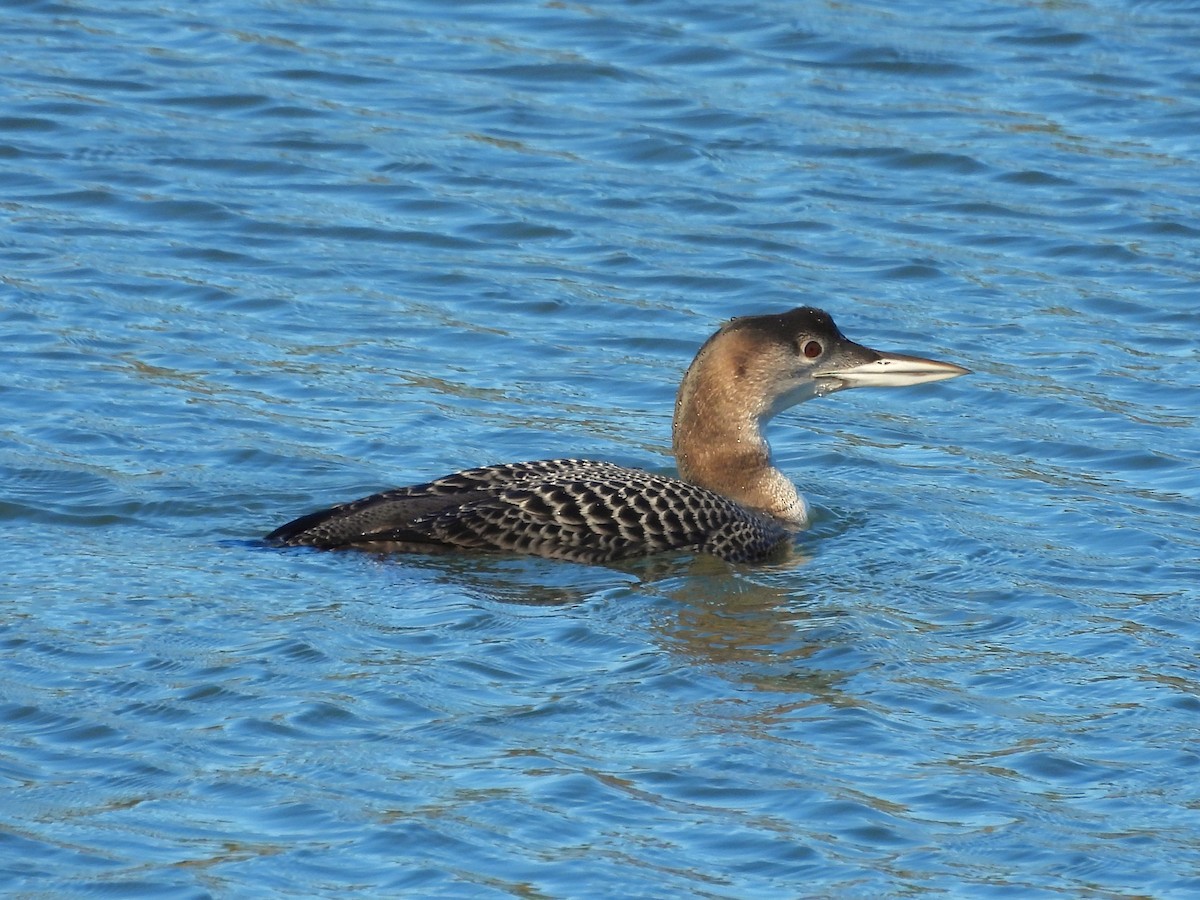 צוללן צפוני - ML650454106