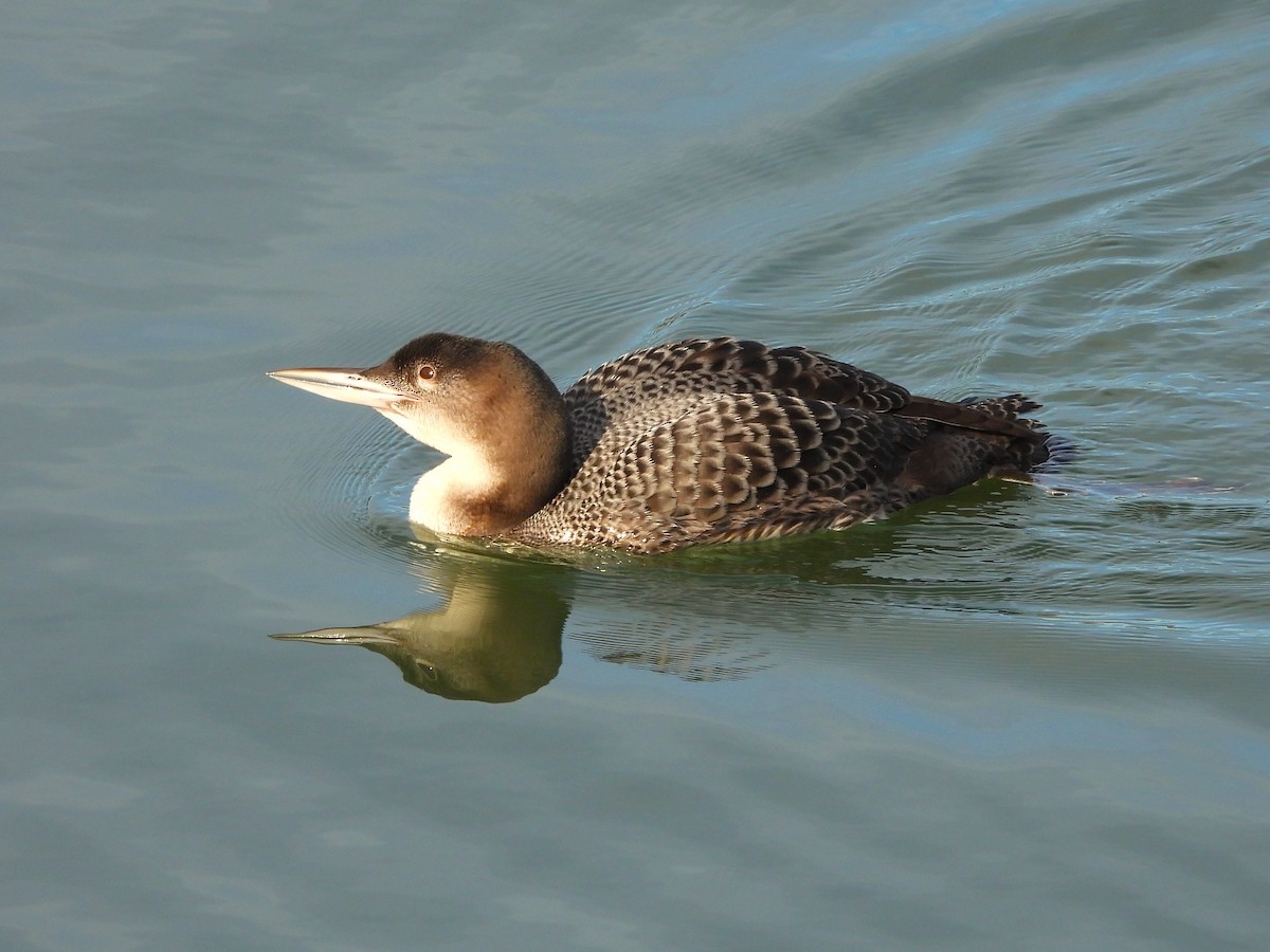 צוללן צפוני - ML650454108