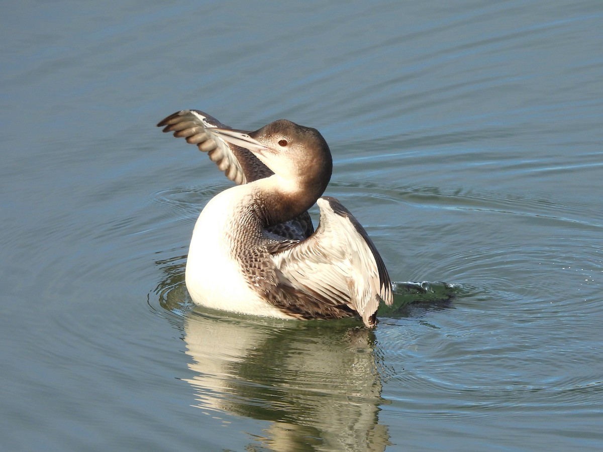צוללן צפוני - ML650454109