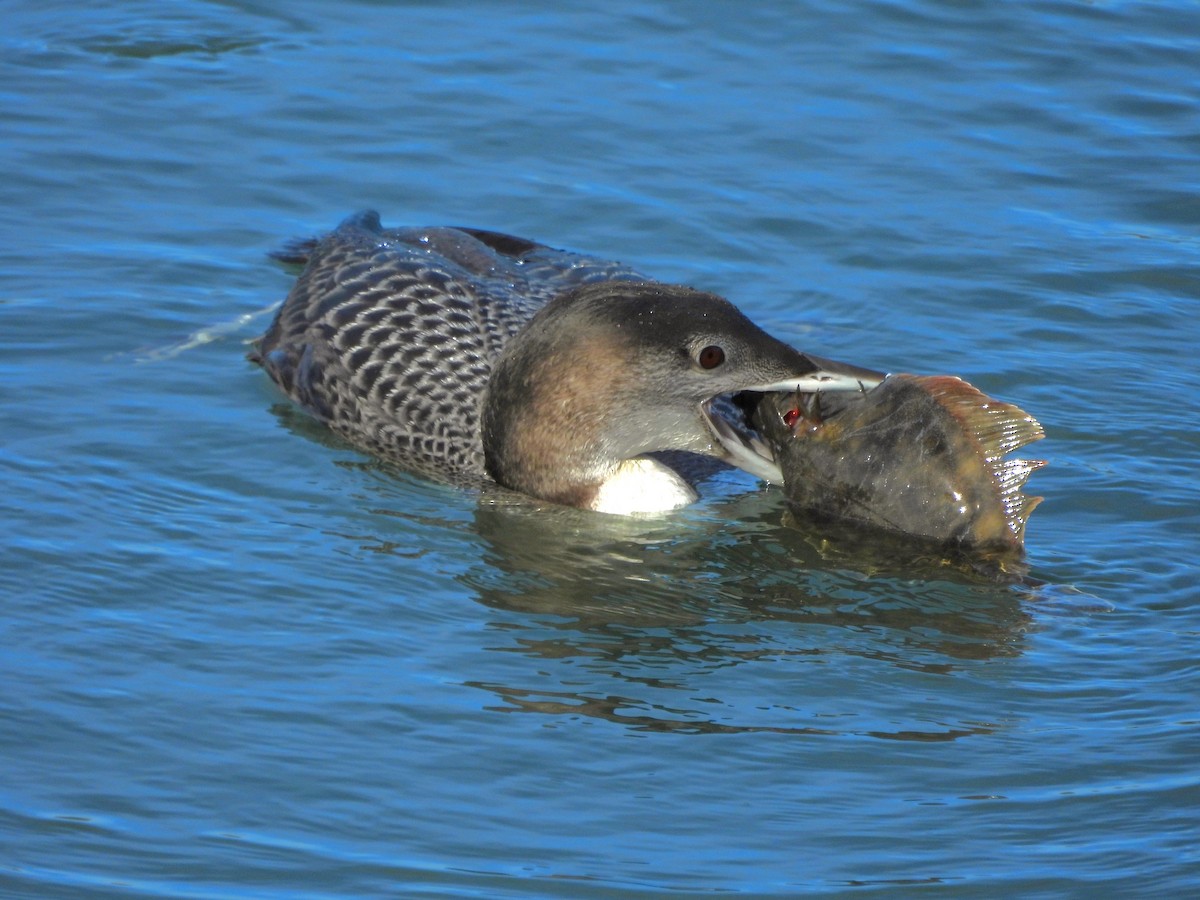 צוללן צפוני - ML650454111