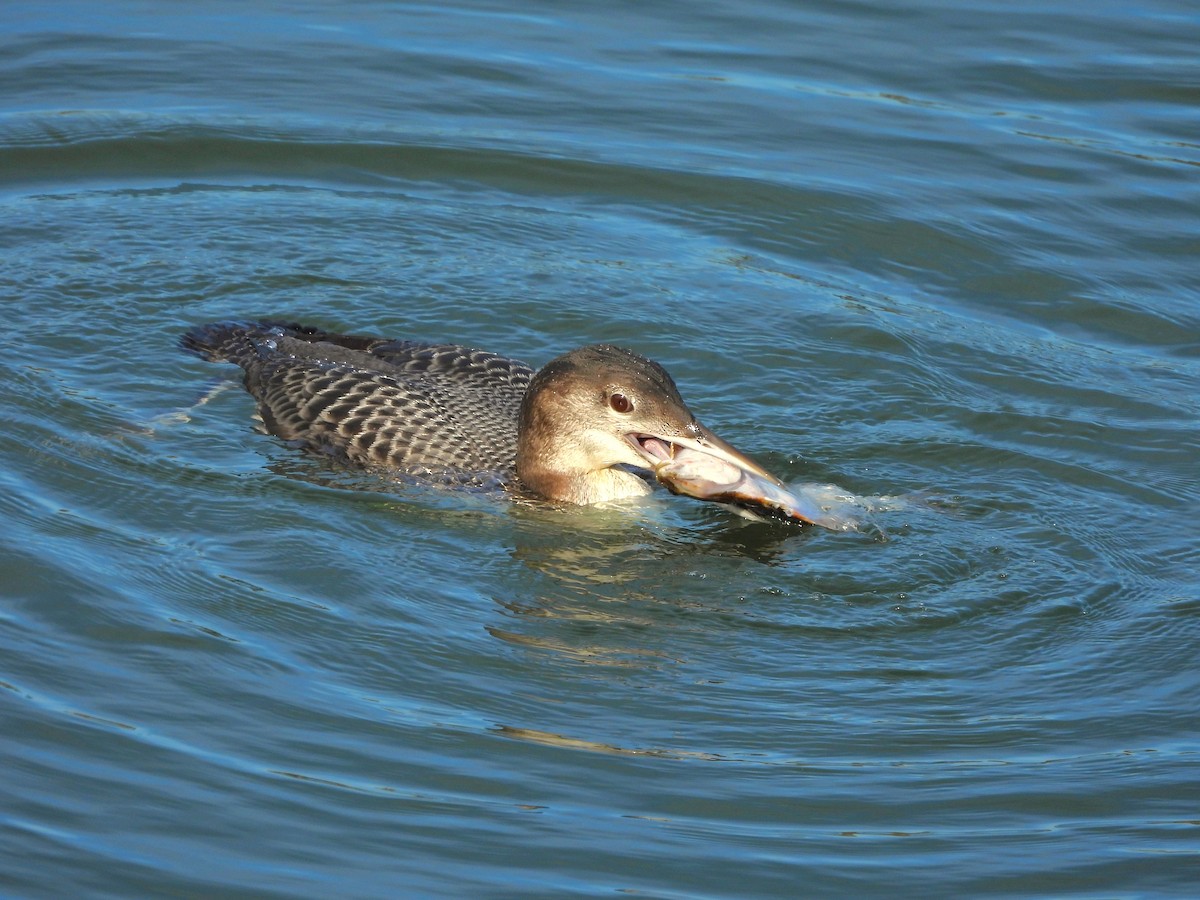צוללן צפוני - ML650454114