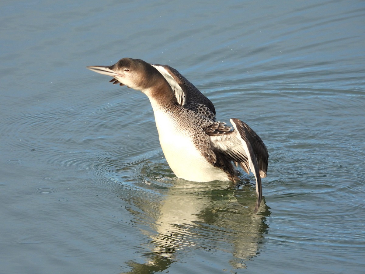 צוללן צפוני - ML650454115