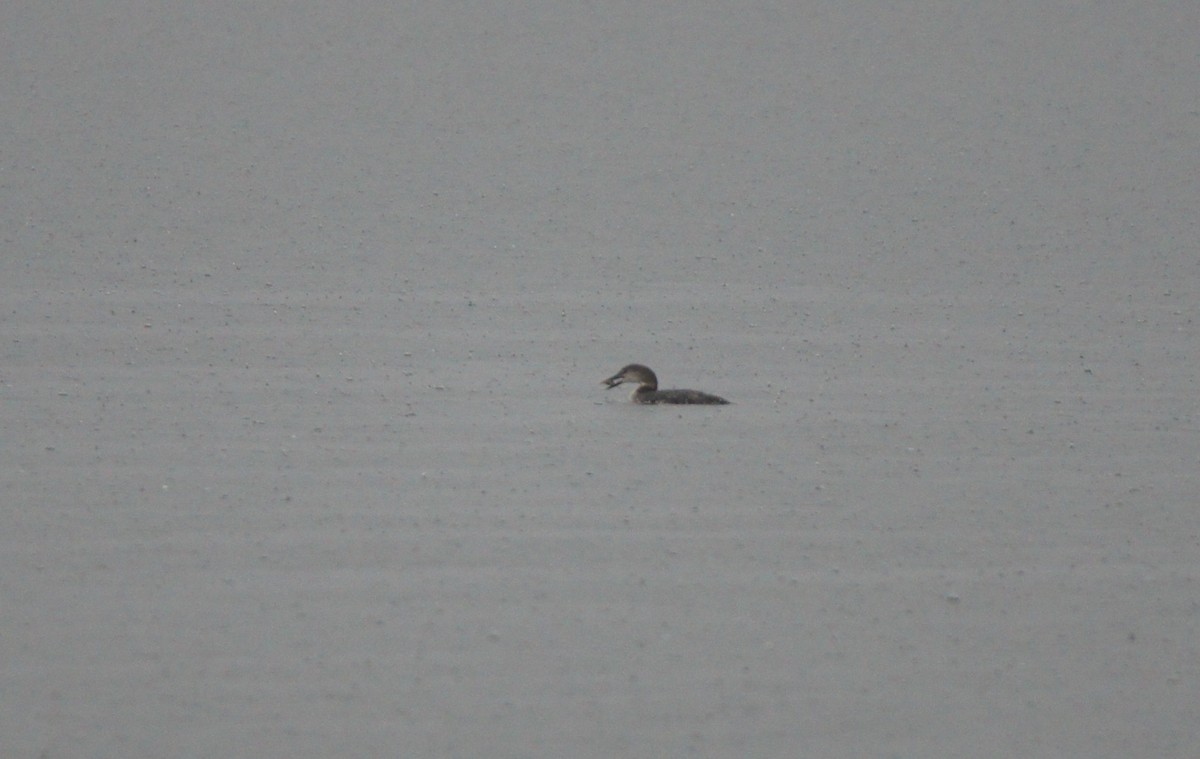 צוללן צפוני - ML650454338