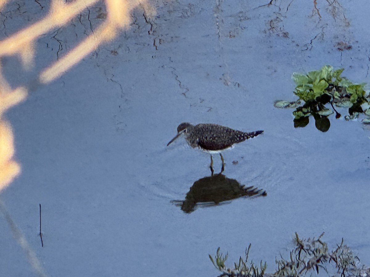 Einsiedelwasserläufer - ML650454349