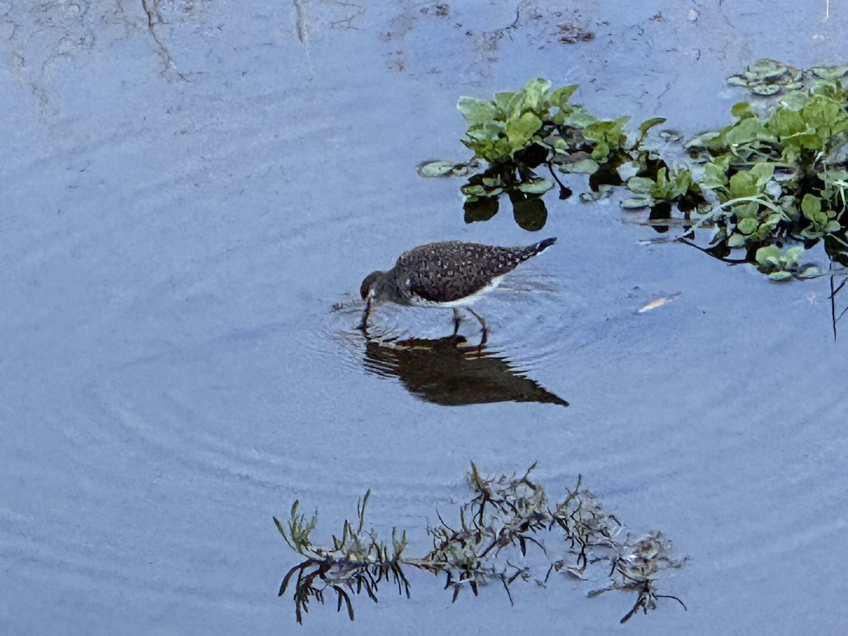 Einsiedelwasserläufer - ML650454358