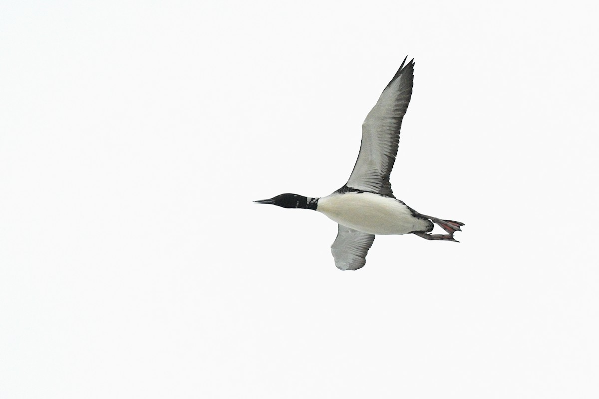 צוללן צפוני - ML650454415