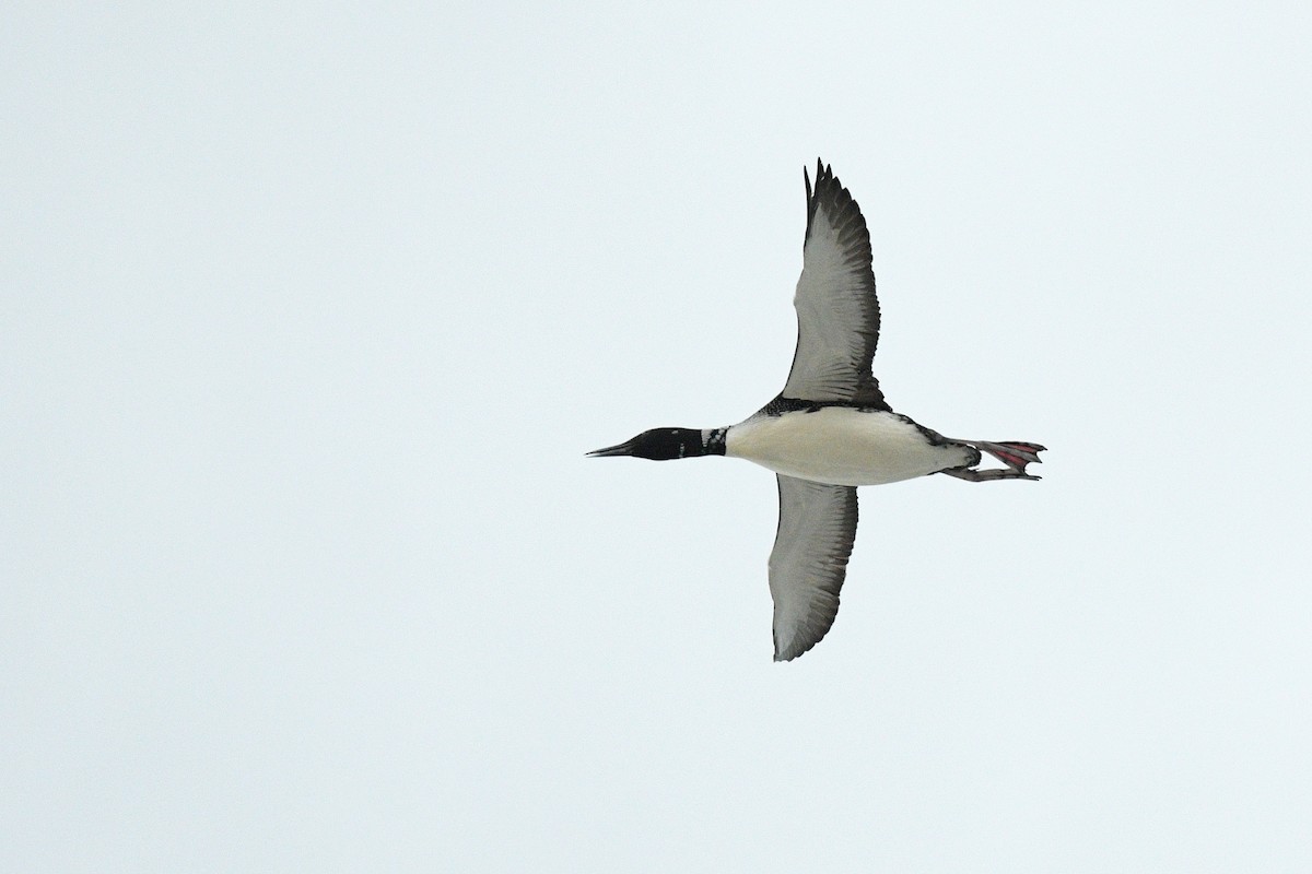 צוללן צפוני - ML650454416