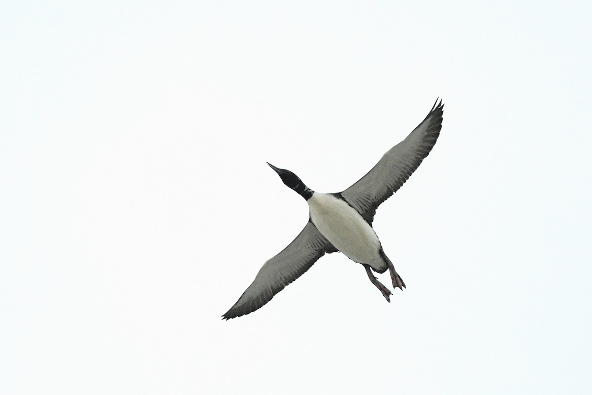 צוללן צפוני - ML650454417