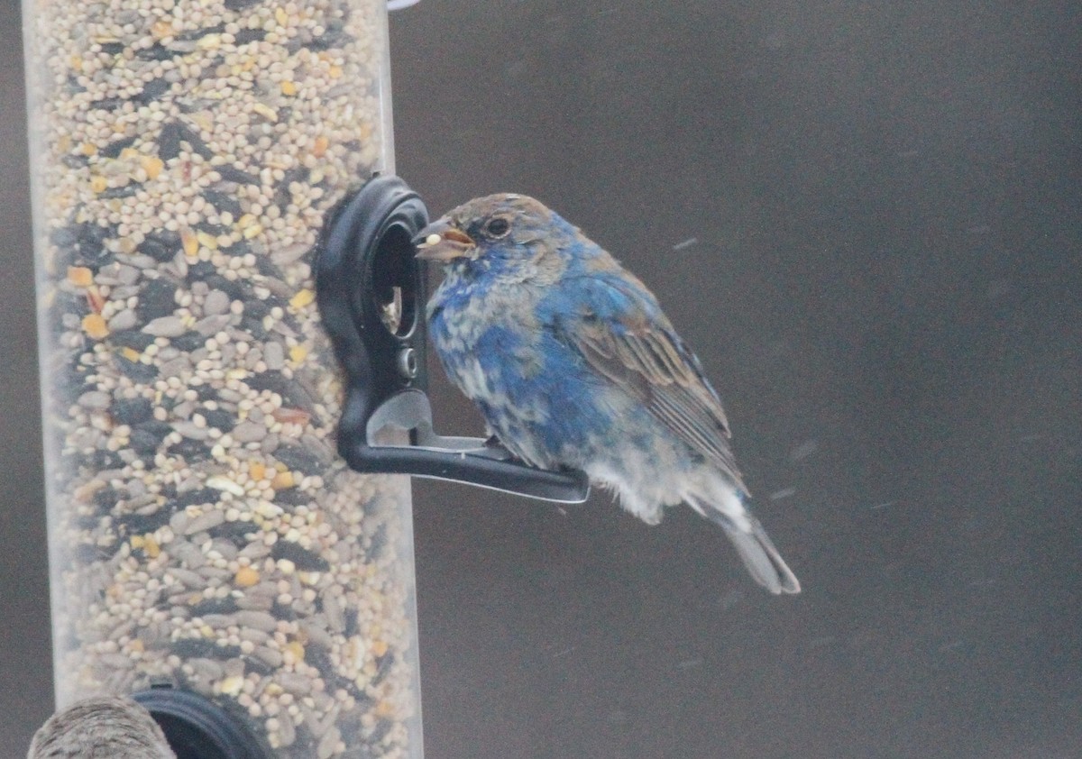 Azulillo Índigo - ML650454434