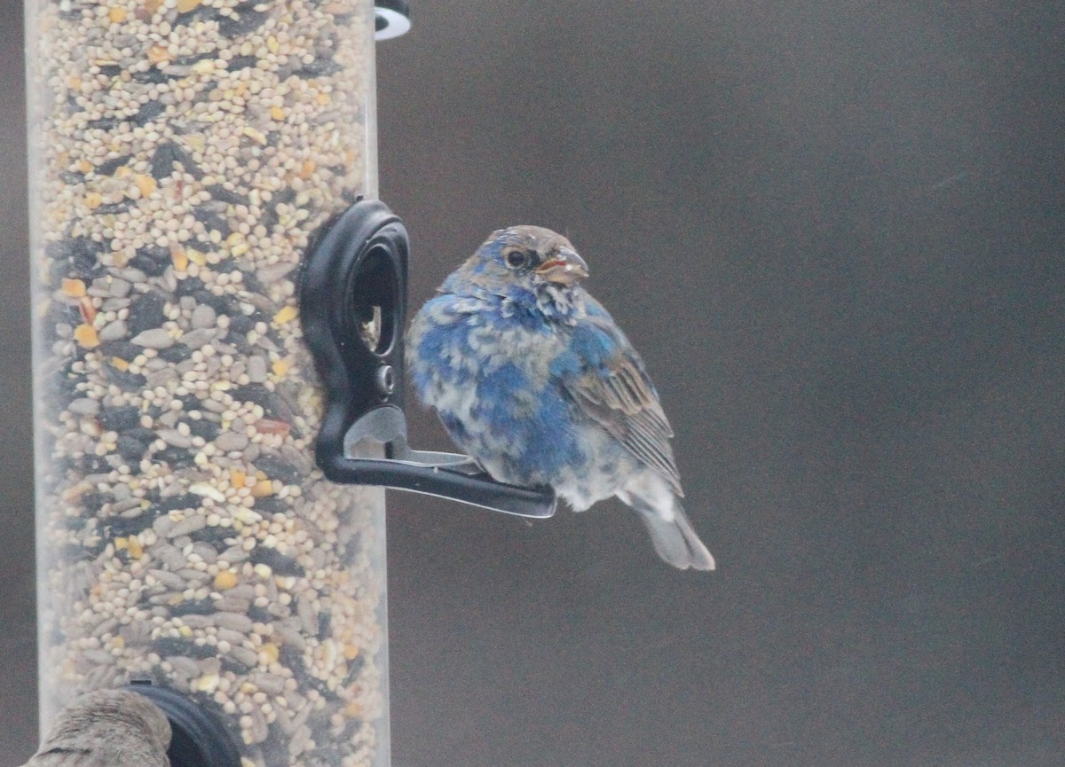 Azulillo Índigo - ML650454435