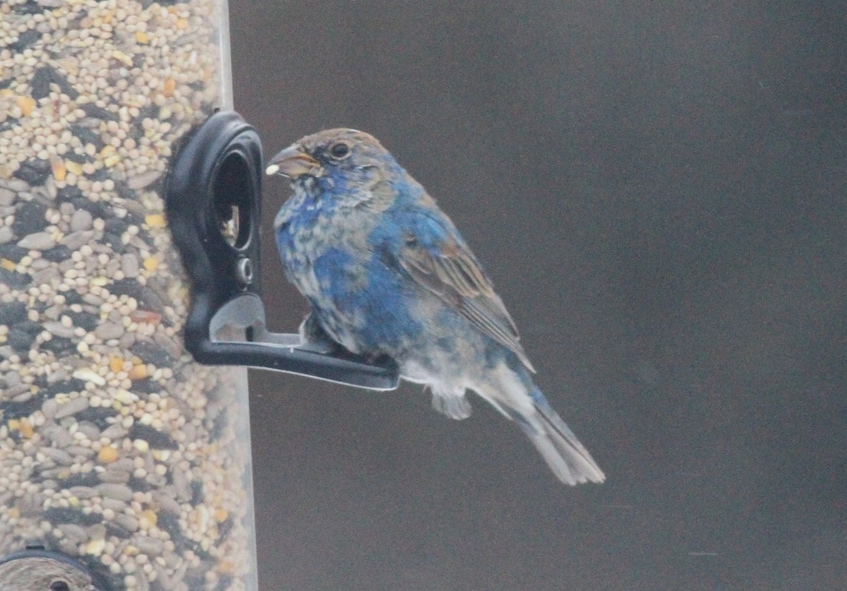 Azulillo Índigo - ML650454436