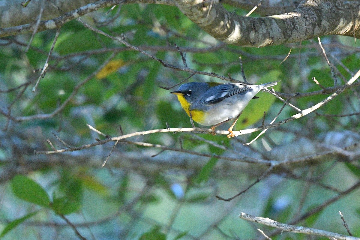 Northern Parula - ML650454489