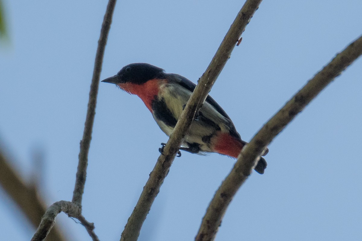 Mistletoebird - Raphaël Nussbaumer