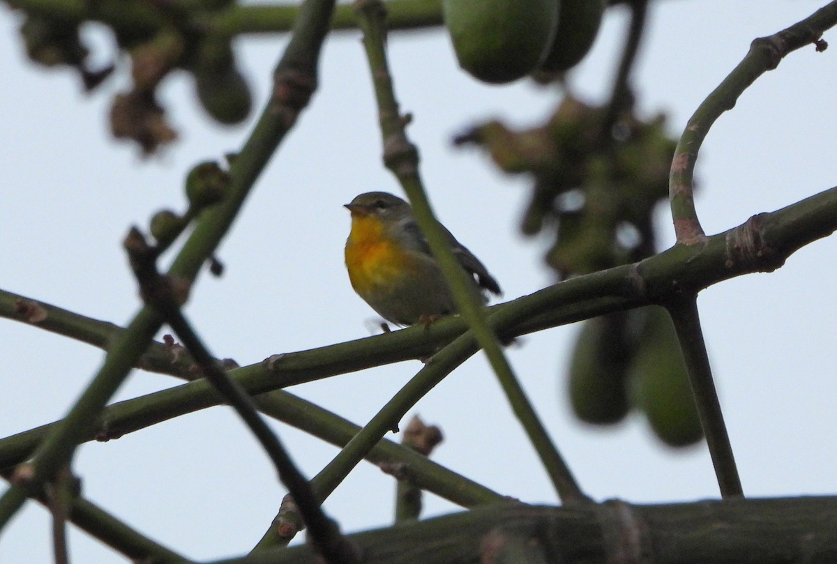 Northern Parula - ML650454646